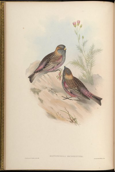 Brown-capped Rosy Finch by John Gould